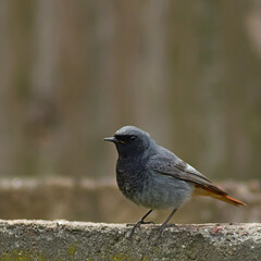 Obraz premium Cinderella (Phoenicurus ochruros) on the fence of the composter.