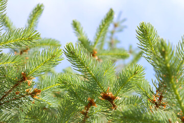 branch of a pine