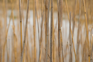Dry reeds on the water background. Set sail champagne color. 