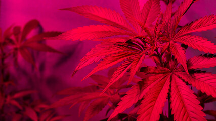 growing cannabis plants under LED lamps