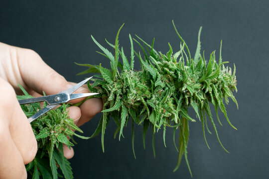 Trimming Cannabis Buds, Trim Marijuana Leaves After Harvest.