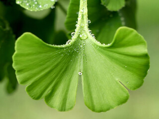 Ginkgo biloba close-up on leaves with rain drops. A plant with healing properties. 