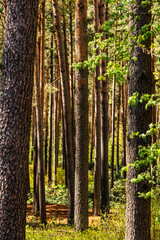 Vertical photo of pine tree trunks at sunny spring midday. Wild pine tree forest. Evergreen pine tree woodland mixed with different green plants. Brown and green timberland