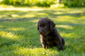 Cute labrador puppy in green grass
