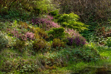 Sun is shining to hill near pond covered with different colors of plantation. Common heather (Calluna vulgaris), Thuja occidentalis and other plants growing wild on knoll near water in shadow. 