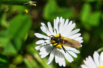 Fototapeta premium Der Käfer und sein Reich.