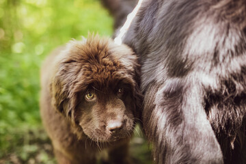 A Newfoundland puppy is standing next to its mother - portrait