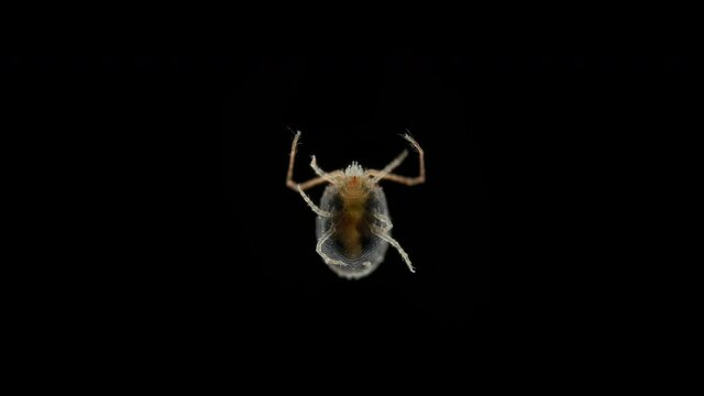 Clover mite Genus Bryobia under a microscope, family Tetranychidae. It feeds on plants and is considered a pest. Red, possibly Bryobia praetiosa