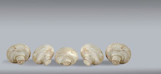 Composition of a group of mushrooms, champignons. Background for further design.