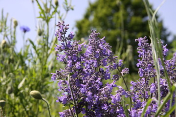 lavender flowers in the garden