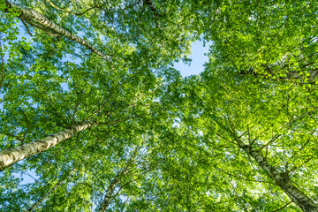 Fototapeta na wymiar Birch tree foliage, low angle view