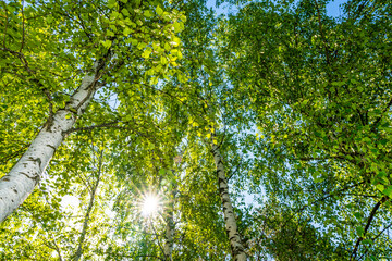 Fototapeta na wymiar Birch tree foliage