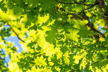 Fototapeta na wymiar Green oak leaves on a tree