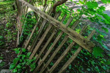 old collapsed wooden fence fence and green thickets of trees