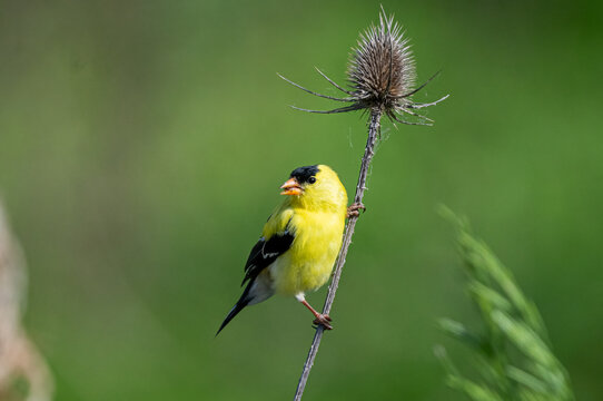 male american goldfinch perched on vertical flower stem