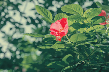 tea rose flower in green foliage general plan