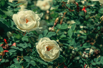 white rose hips flowers on a bush