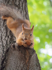 squirrel on a tree