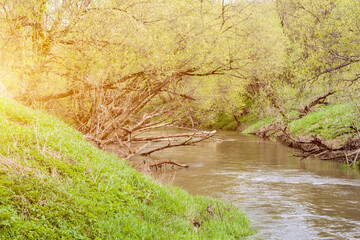 Sunlit river in forest at noon in summer with fallen trees on bank.  Beautiful small forest river on background of green forest trees on banks, Central Russian natural landscape