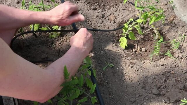Man person installing water dripping system in home vegetable garden, watering tomato plants in greenhouse. Home use water drip irrigation system concept.