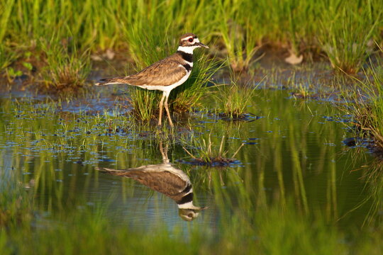 killdeer standing in shallow still water with reflection