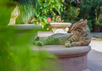 Resting cat among green spaces © sacso