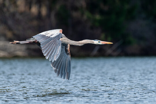 Great blue heron flying over warer