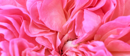 Romantic banner, delicate pink roses flowers close-up.