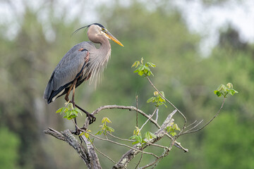 Great blue heron perched on branch