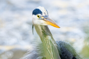 Great blue heron portrait