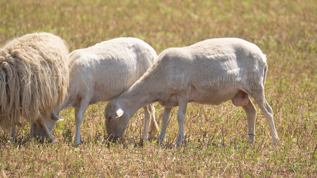 Sardinian sheep grazing in the green meadows of the Campidano plain
