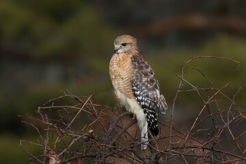 Red Shouldered Hawk on Branch