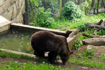 brown bear in the woods