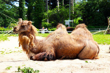 camels in the welsh mountain zoo