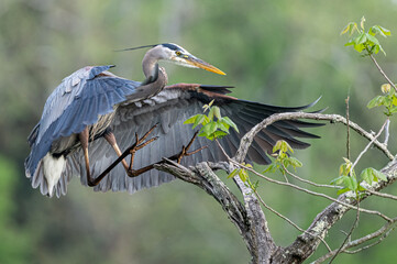Great blue heron landing