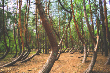 Красивые места Лес деревья Пьяный лес