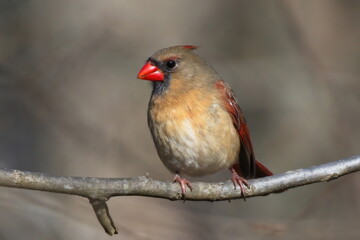 Northern Cardinal on Branch