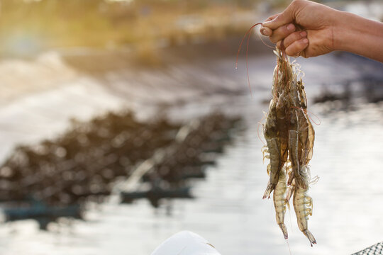 Pacific White shrimps
