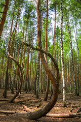 Красивые места Лес деревья Пьяный лес