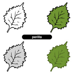 シソ01-線画_カラー