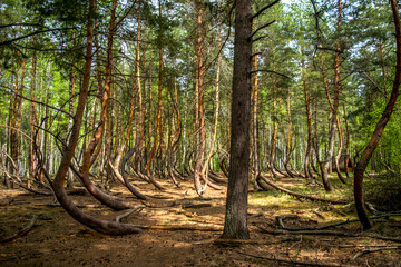 Красивые места Лес деревья Пьяный лес