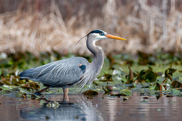 Great Blue Heron Stalking Prey