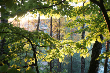 Forest at sunset over the reservoir. MO, Dzerzhinsky, careers.