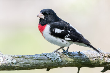 Rose Breasted Grosbeak