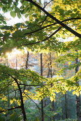 Forest at sunset over the reservoir. MO, Dzerzhinsky, careers.
