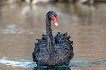 Black Swan Portrait