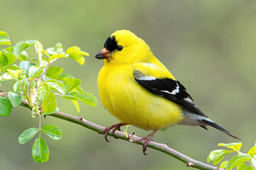 American Goldfinch on Branch