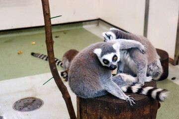 ring lemur