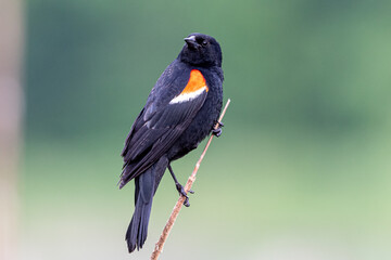 Red Winged Blackbird on Branch