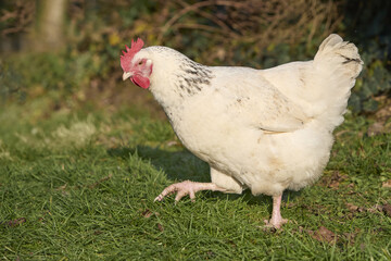 Close up of a white free range Sussex chicken